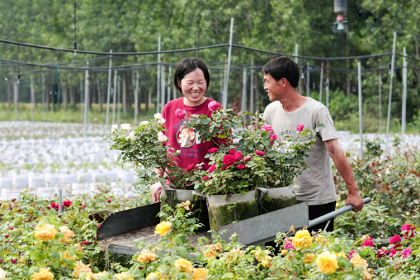 去年,沭阳相继评选"花木诚信电商"40家,"花木诚信企业"20家;新河镇,颜