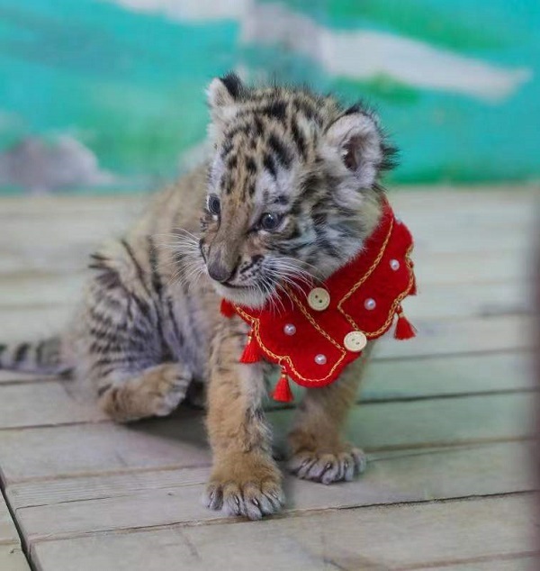 幼儿园的小老虎在自己的生肖年充分展示自身萌态与活泼,只见还是宝宝