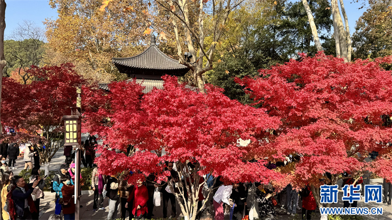 灿若云霞，南京栖霞山迎来枫叶最佳观赏期(图1)