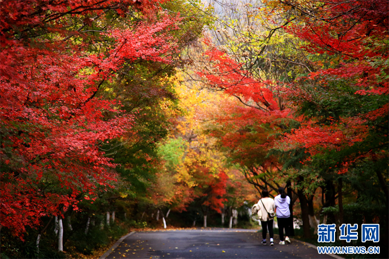 灿若云霞，南京栖霞山迎来枫叶最佳观赏期(图6)