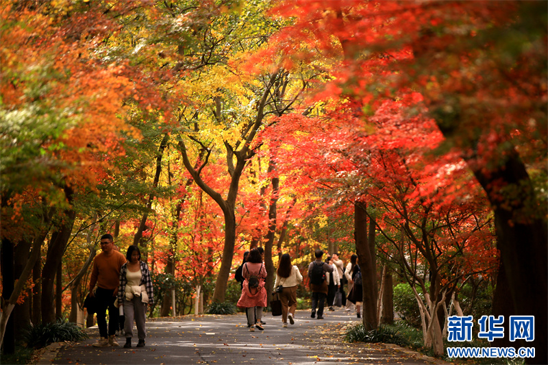 灿若云霞，南京栖霞山迎来枫叶最佳观赏期(图11)