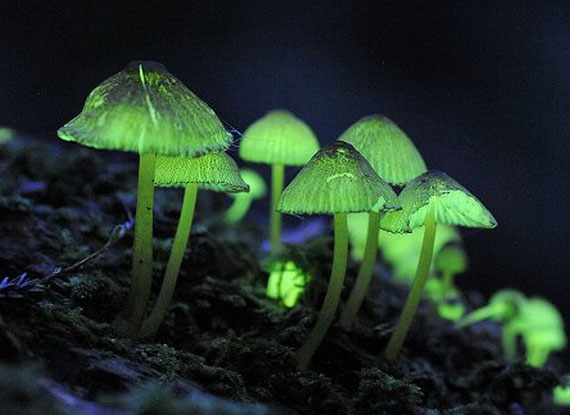 日本神秘岛屿惊现绿光蘑菇