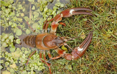 苏格兰小龙虾泛滥入侵:20cm 体形堪比海里的龙虾