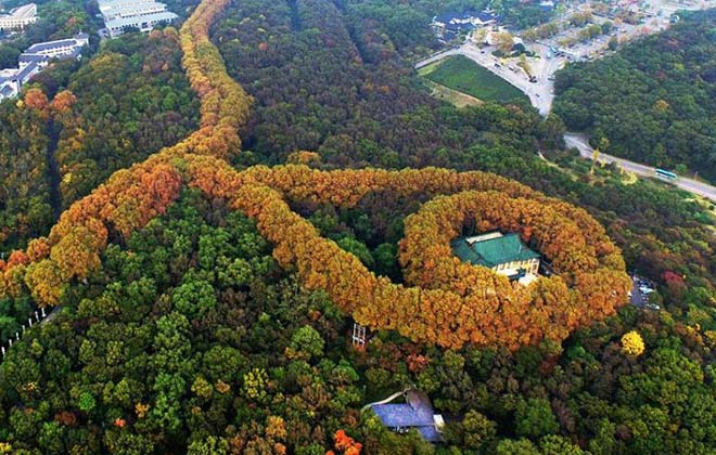 南京紫金山秋景迷人 色彩交错呈现"最美项链"