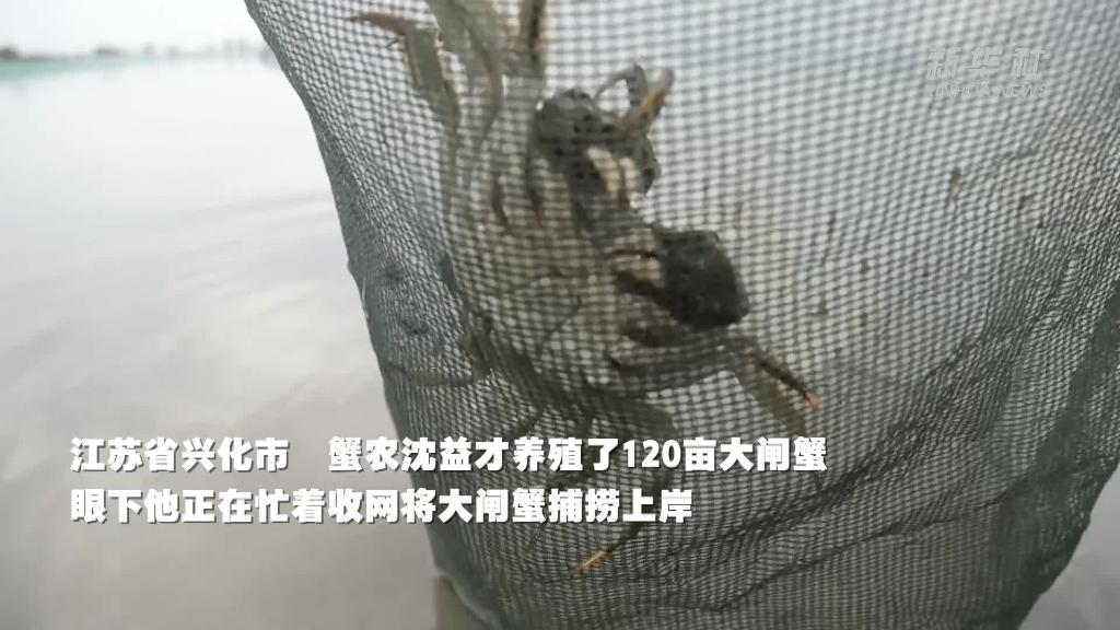 螃蟹迎来丰收季 数字赋能助增收　