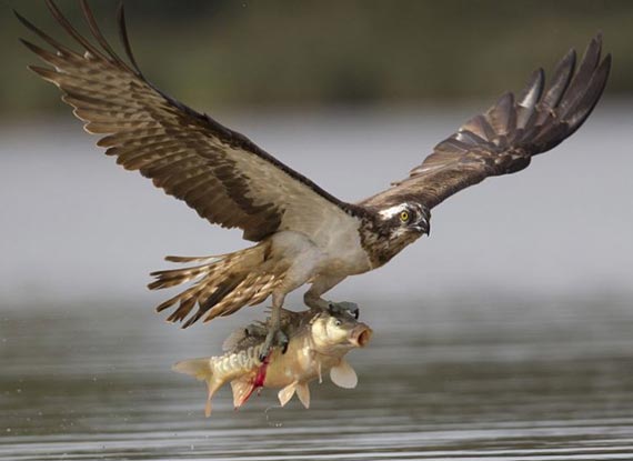 最搞笑最创意解析:男女征婚广告用语